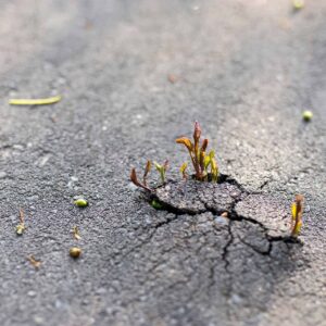 New baby plant shoots pushing through tarmac showing resilience