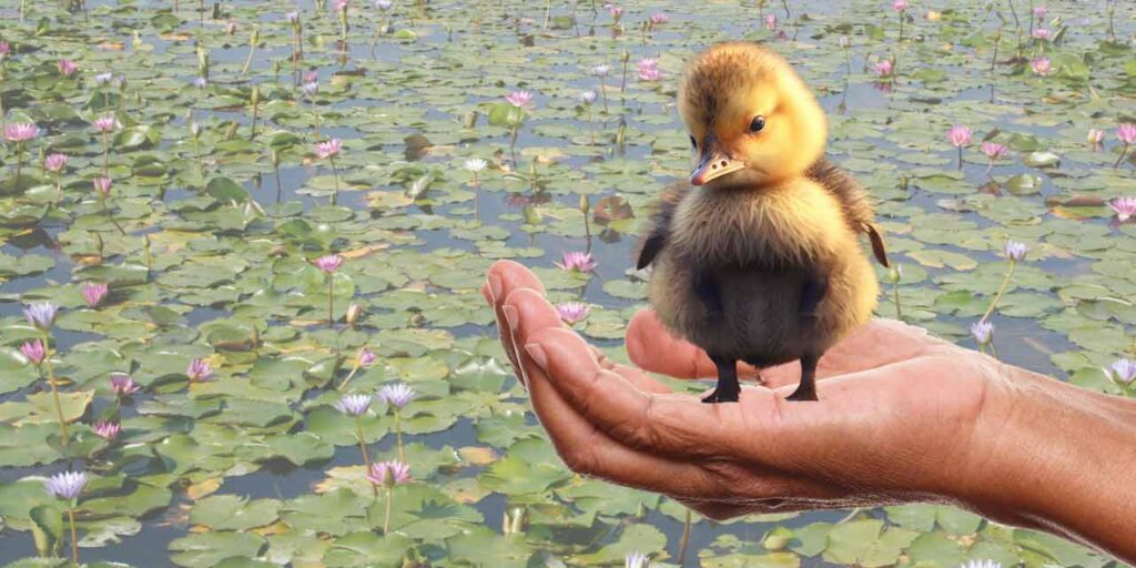 sad ducking held in hand - feeling vulenrable